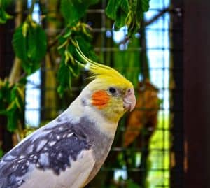 can cockatiels change color