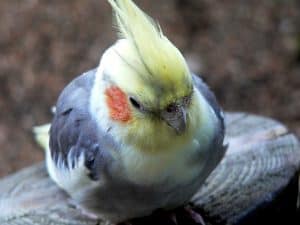 Cockatiel