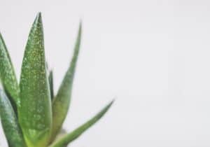 aloe vera plant