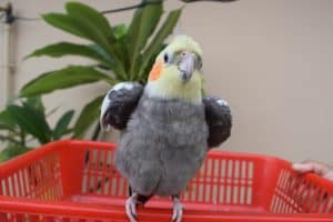 a bird standing on a red chair