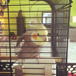 Cockatiel in Cage eating Bird food