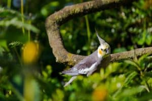 the importance of sunlight for cockatiels