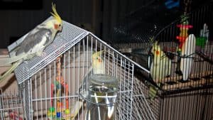 cockatiel's toys