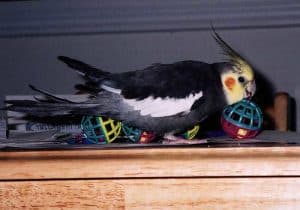 diy cockatiel toy ideas