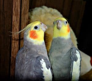 Cockatiel And Mirror