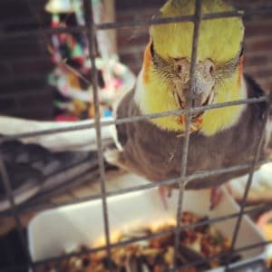 Cockatiel in Cage Eating