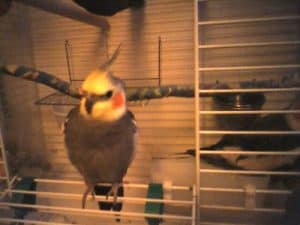 cockatiel inside the cage