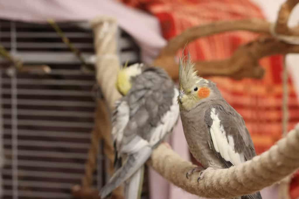 two cockatiels in the rope