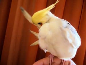caring for cockatiel