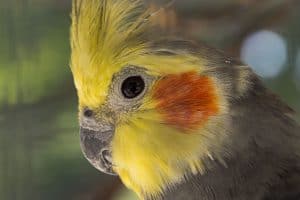 What to Do When Your Cockatiels Molting