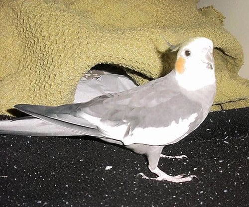 healthy cockatiel