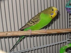 Bird perch