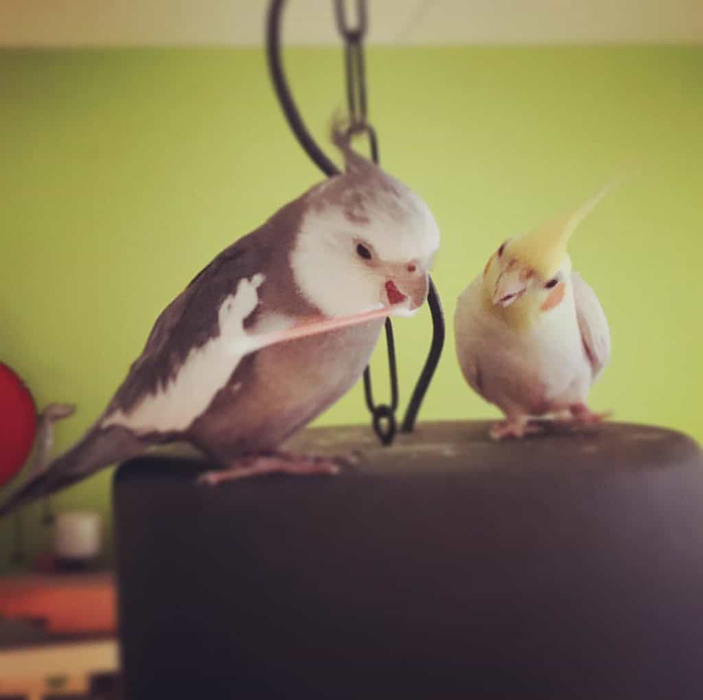 pet cockatiels