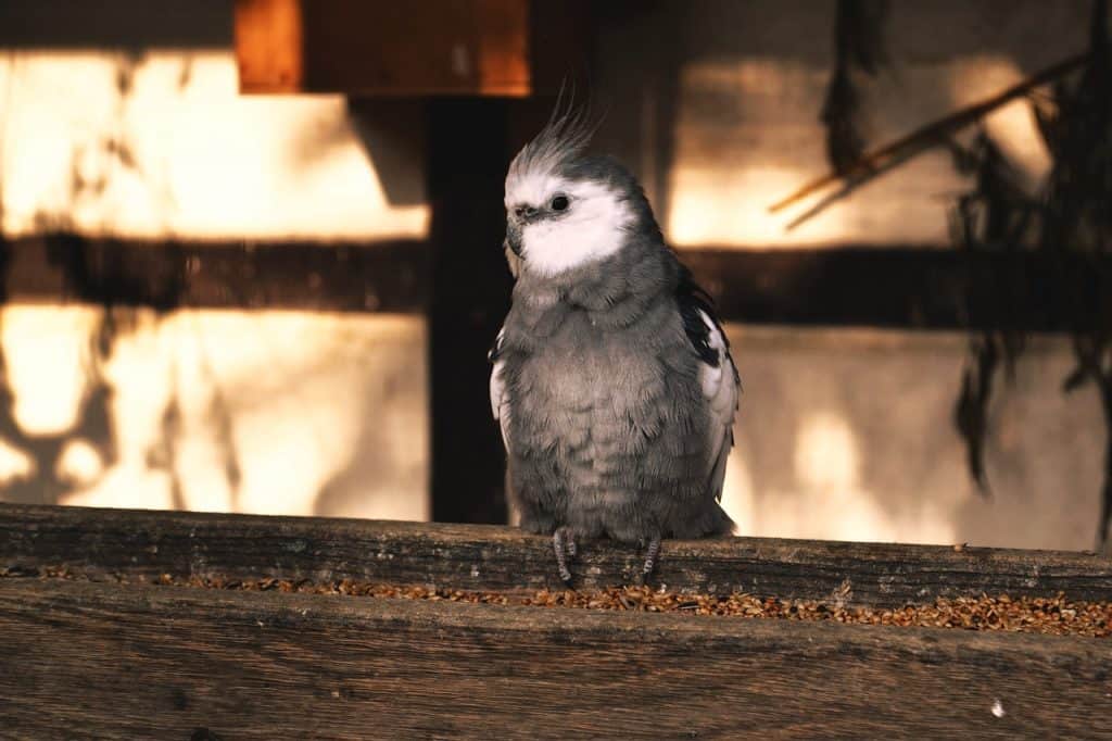 cockatiel