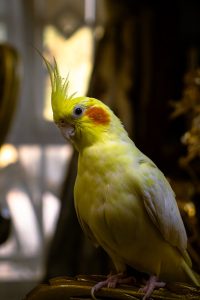 Beautiful Cockatiel Indoors