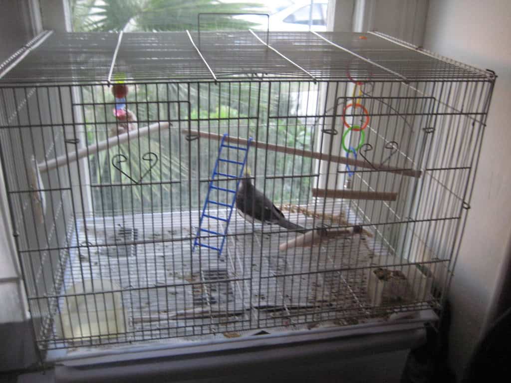 cockatiels in the cage