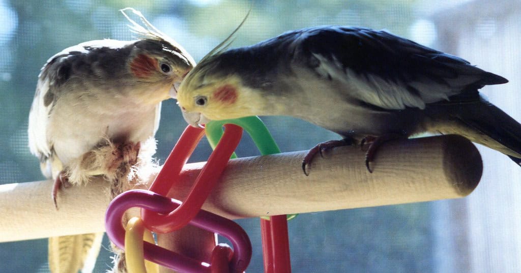 playing cockatiel