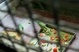 bird cage tray