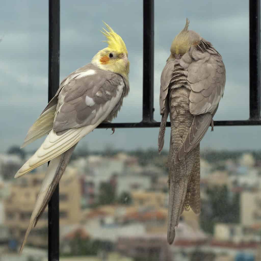 cockatiels