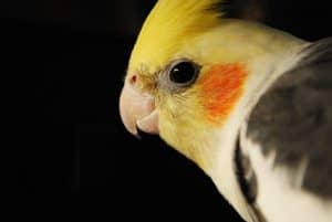 cockatiel