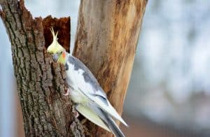 wild cockatiel