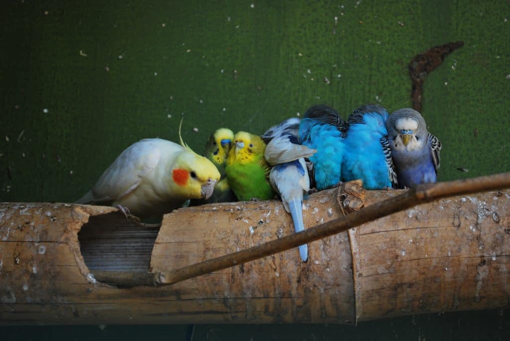 Budgerigars and Cockatiel