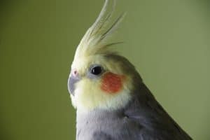 Can You Catch Avian Flu From Your Cockatiel