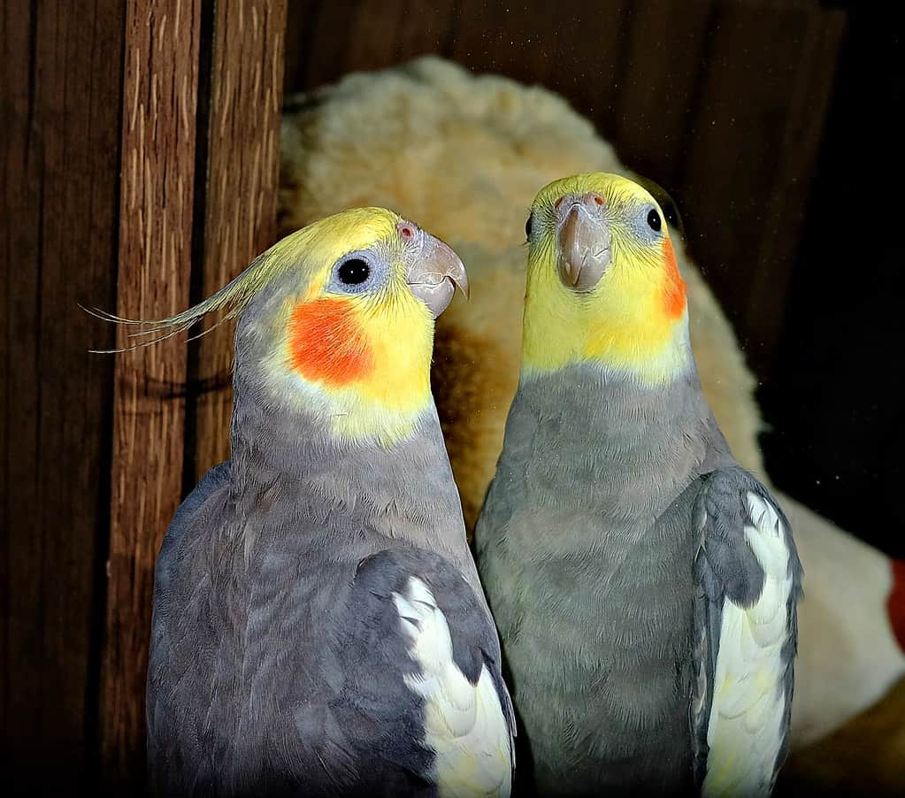 two cockatiels