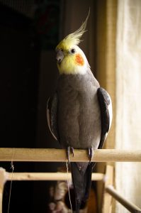 Can You Catch Avian Flu From Your Cockatiel