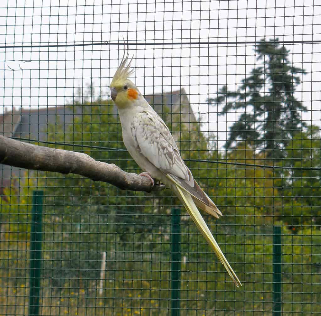 cockatiel environment