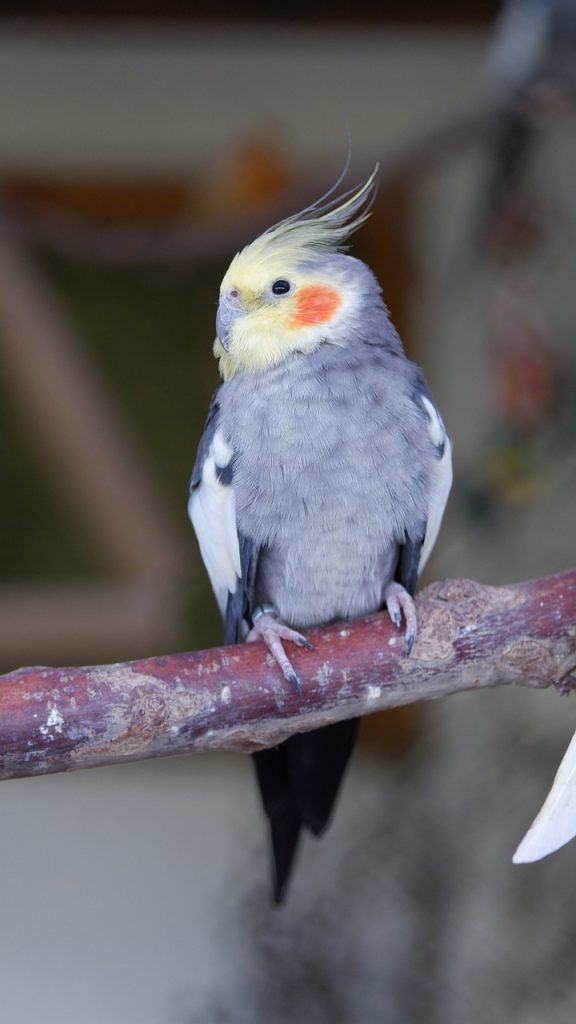 Cockatiels Signs of Illness