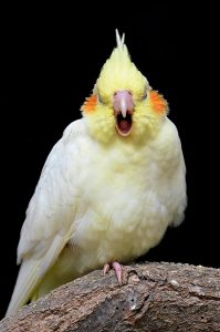 Beautiful Cockatiel Indoors
