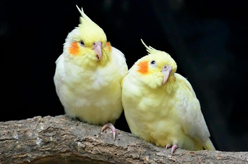 Two Beautiful Yellow Cockatiels Sitting on the Tree Branch