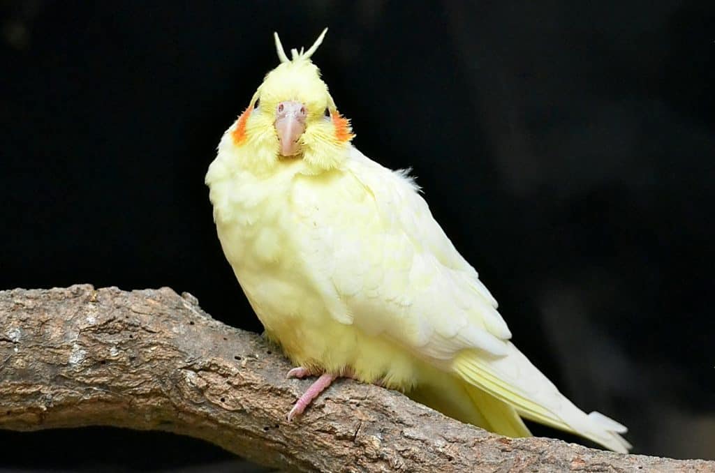 Close-up Photo of Cockatiel
