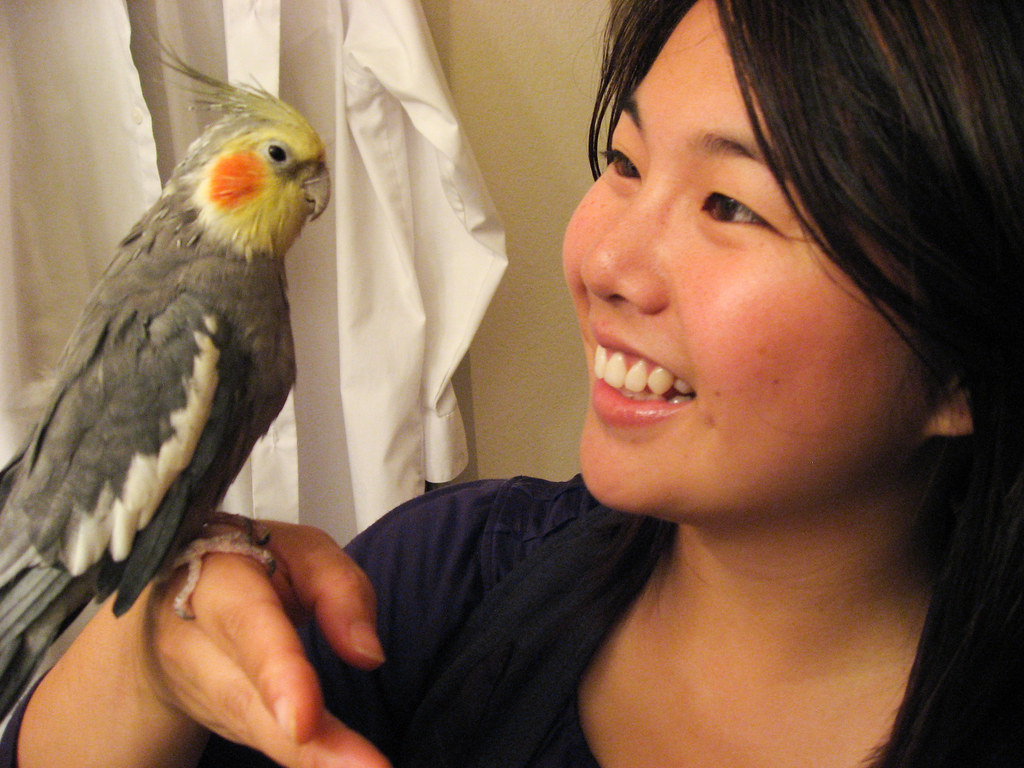 cockatiel training