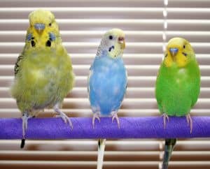 English Budgie vs American Parakeet