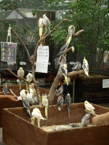 cockatiels in pet store