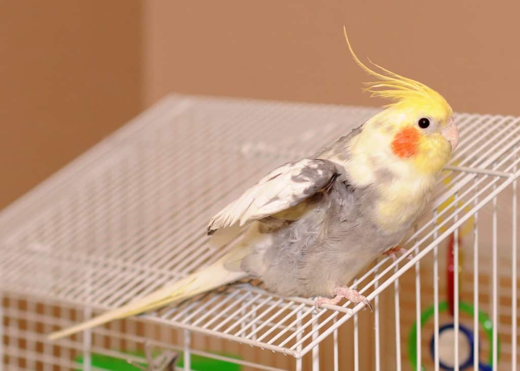 cockatiel on top of a cage