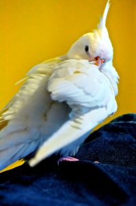 How To Trim Your Cockatiels Wings