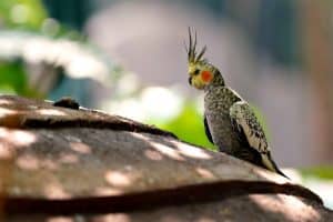 australian bird, wildlife, animal