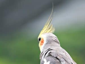 cockatiel, parrot, wildlife