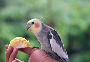 What Foods Your Cockatiel Should Avoid