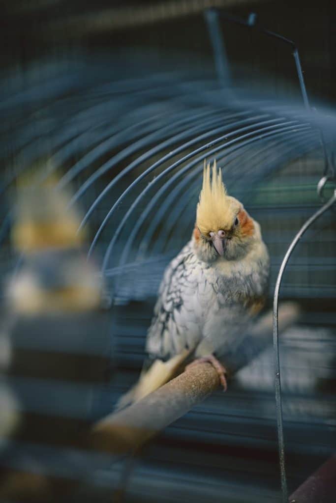 cockatiel in captivity