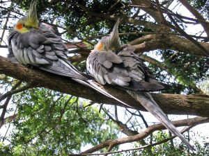wild cockatiel
