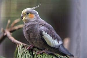 cockatiel