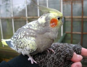 cockatiel on a hand
