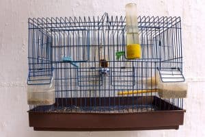 bird cage