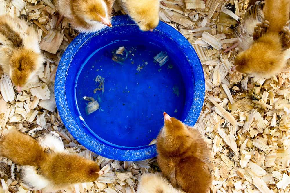 bowl of water