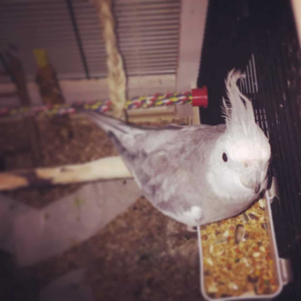 nutrition requirements of your cockatiel's food