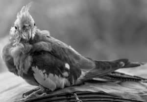Old grey cockatiel